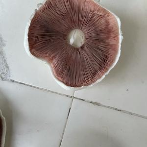 Unknown Species