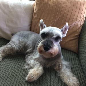 Miniature Schnauzer