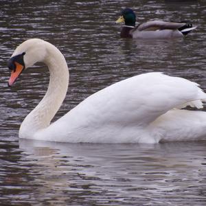 Höckerschwan