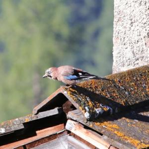 Eurasian Jay