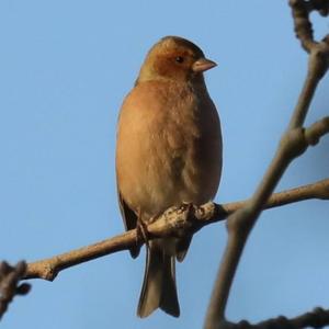 Eurasian Chaffinch