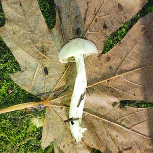 Entoloma sepium