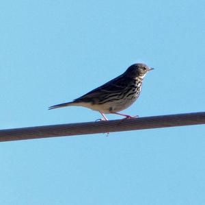 Meadow Pipit