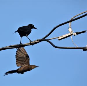 Common Grackle