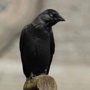 Eurasian Jackdaw