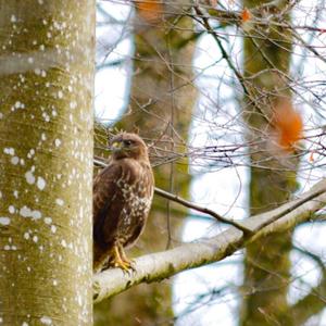 Common Buzzard