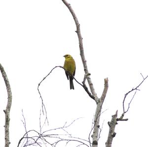 Yellowhammer