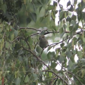 Blackcap