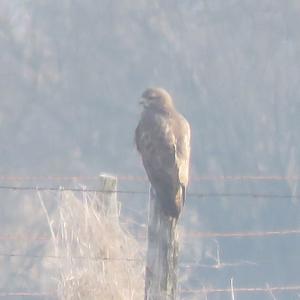 Common Buzzard