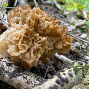 Yellow Morel