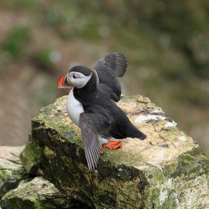 Atlantic Puffin