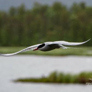 Arctic Tern