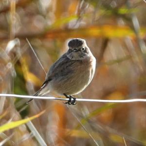 Reed Bunting