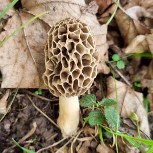 Yellow Morel