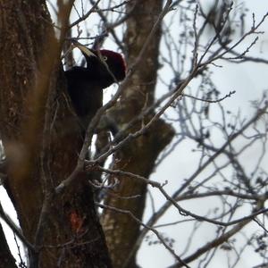 Black woodpecker