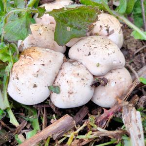 St George`s Mushroom