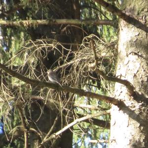 Spotted Flycatcher