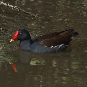 Common Moorhen