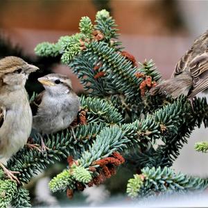 House Sparrow