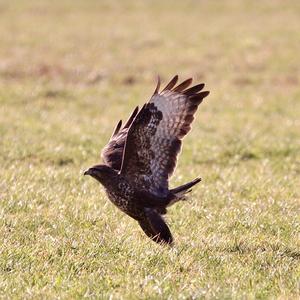 Common Buzzard