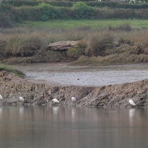 Little Egret