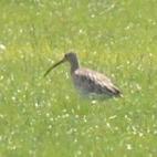 Eurasian Curlew