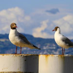 Black-headed Gull