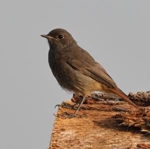 Black Redstart