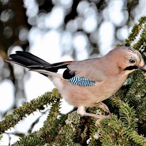 Eurasian Jay