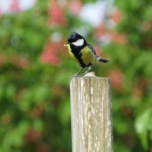 Great Tit