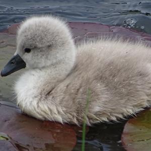 Mute Swan