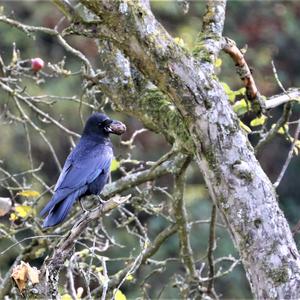 Carrion Crow