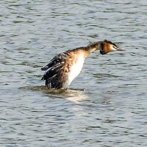 Great Crested Grebe