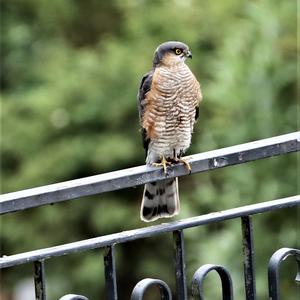 Eurasian Sparrowhawk