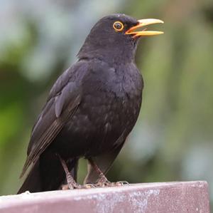 Eurasian Blackbird