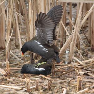 Common Moorhen