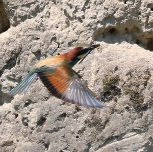 European Bee-eater