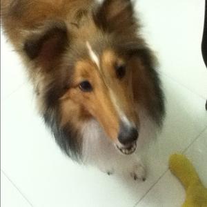 Shetland Sheepdog