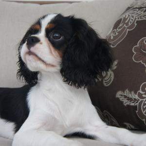 Cavalier King Charles Spaniel