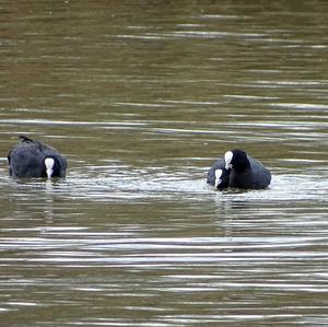 Common Coot