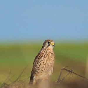 Common Kestrel