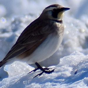 Horned Lark