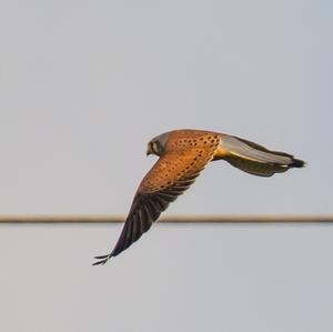 Common Kestrel