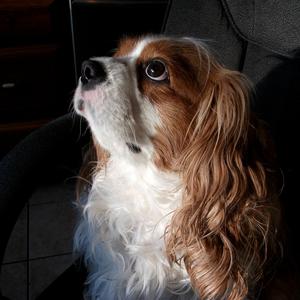 Cavalier King Charles Spaniel