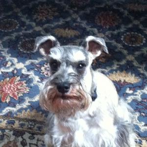 Miniature Schnauzer