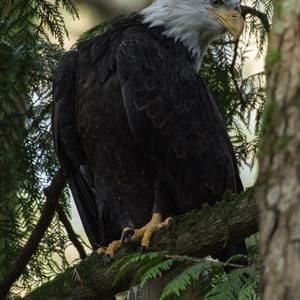 Bald Eagle