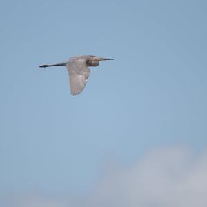 Little Blue Heron