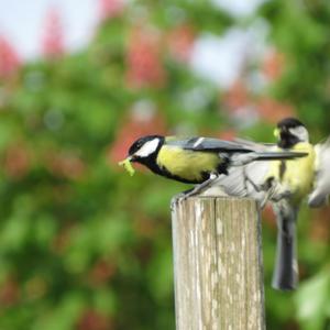 Great Tit