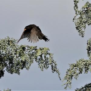 Eurasian Blackbird