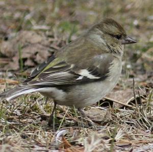 Eurasian Chaffinch